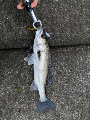 この堤防でシーバス