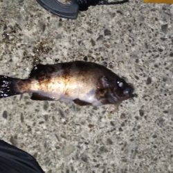 アミパターンに逆戻り