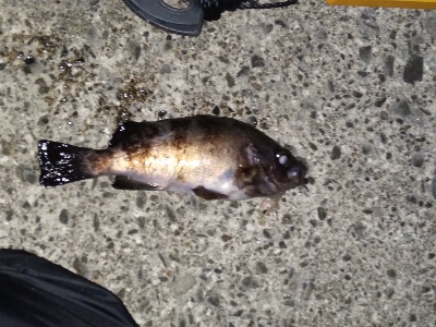 アミパターンに逆戻り