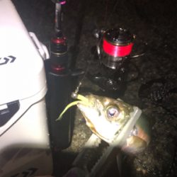 久しぶりの数釣り！！