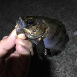 久しぶりのメバリング