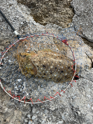 沖縄遠征エギング