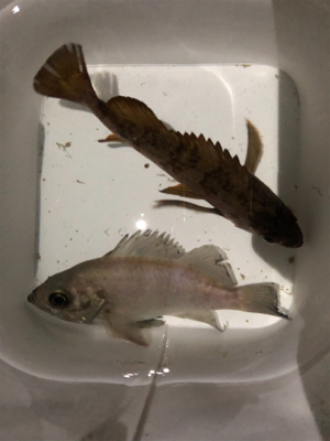 ゴールドメバル