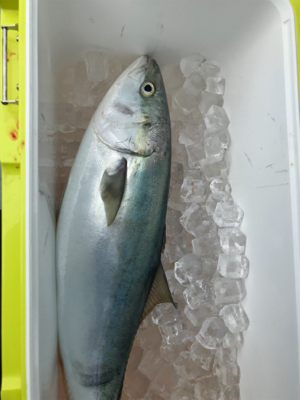 激ハードジギング