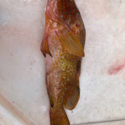 スーパーライト