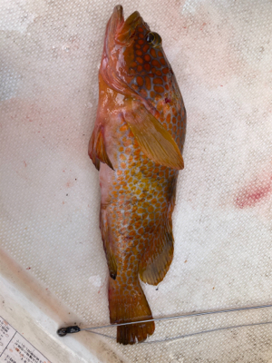 スーパーライト