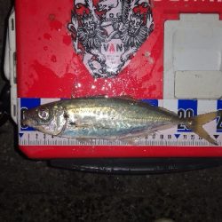 アジング練習 249