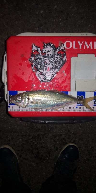 アジング練習 249