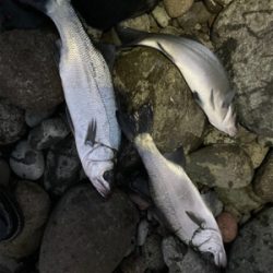 ヒラスズキ！！春の朝マズメ狙い