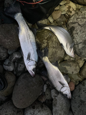 ヒラスズキ！！春の朝マズメ狙い