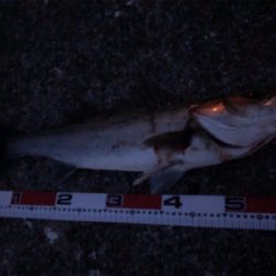 シーバス＆メバル！