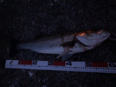 シーバス＆メバル！