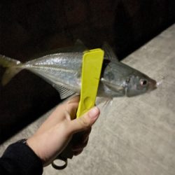 尺アジ釣れちゃった!!