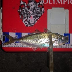 アジング練習 251