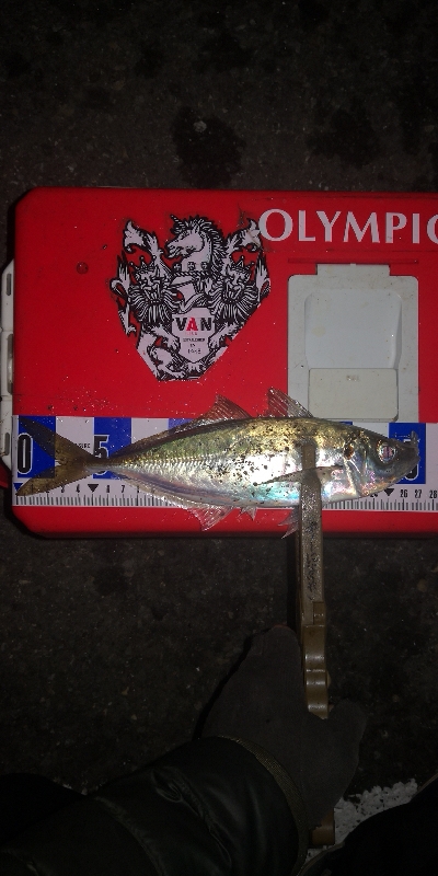 アジング練習 251