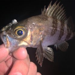 小雨の降り始め。