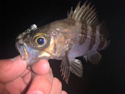 小雨の降り始め。