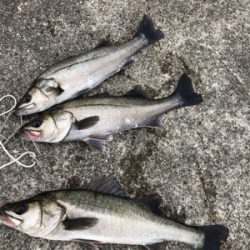 シーバス高活性!