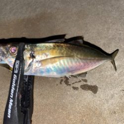 アジはポツポツ