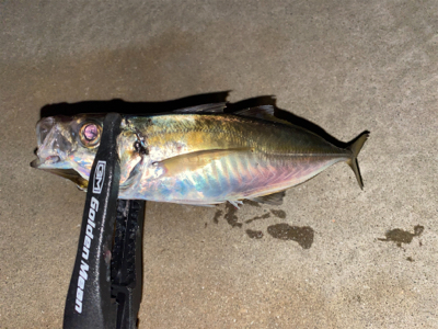 アジはポツポツ