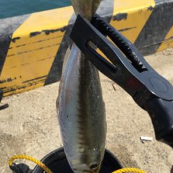 サビキで大きいアジと太刀魚