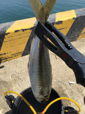 サビキで大きいアジと太刀魚