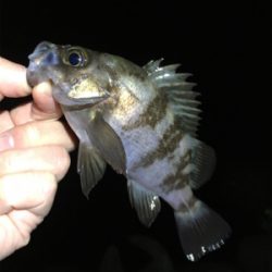 深夜のメバリング