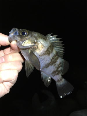 深夜のメバリング