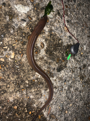 強風でしたが、、