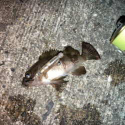 メバルプラッギング