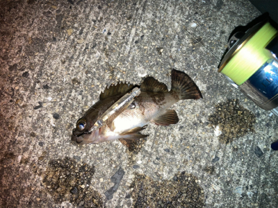 メバルプラッギング