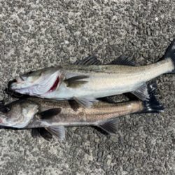 南港新波止のハネ スズキ好調！