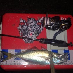 アジング練習 252 鱗付け 21カルディアFC LT1000S