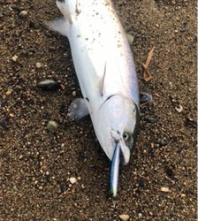 海サクラマス×2