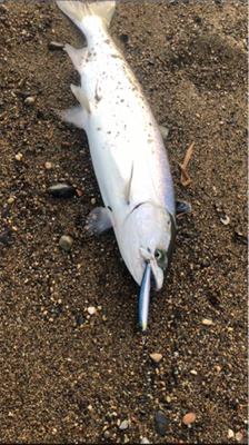 海サクラマス×2