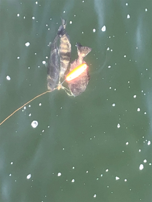 スリットの洗礼