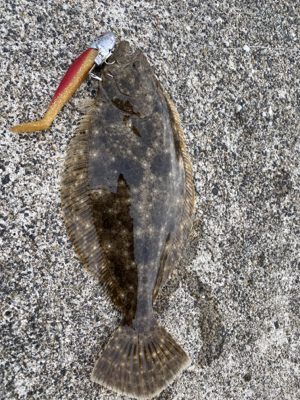 ヒラメ　アラカブ