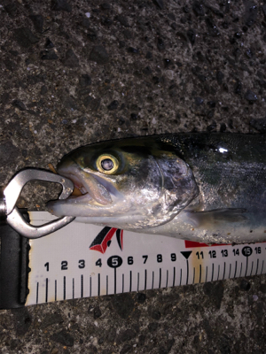 川魚でしょうか？