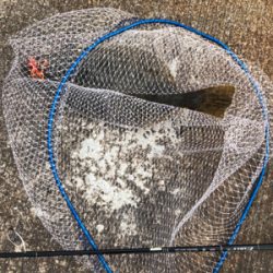 お久しぶりでございます