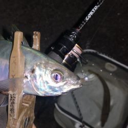 アジング練習 253