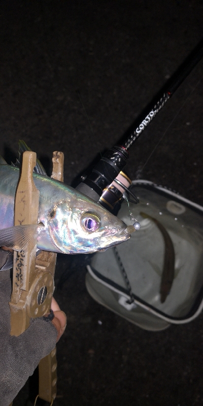 アジング練習 253