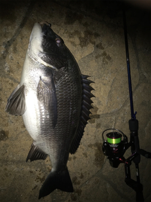 アジングでっ！