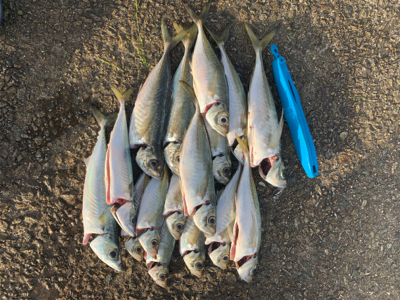 投げサビキとルアー