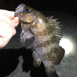 メバルなんとかゲット