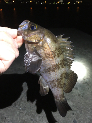 メバルなんとかゲット