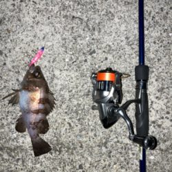 メバルプラッキングからの回遊魚狙い