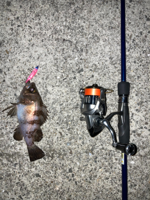 メバルプラッキングからの回遊魚狙い