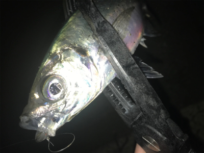 ポロポロアジング