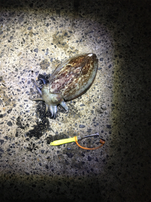 久しぶりにこうちゃんに出会えた