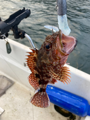 ボートワーミング